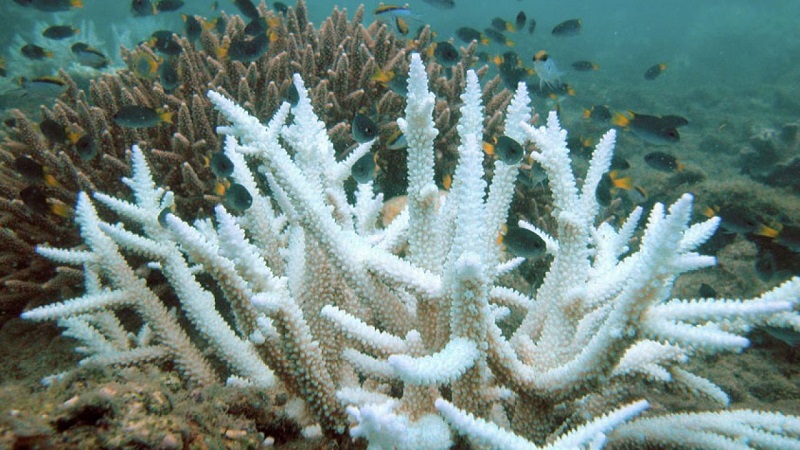 Acropora is One of the Most Unique Corals Facing Various Challenges