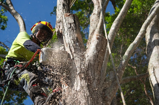 The Benefits of Hiring a Certified Arborist in Gold Coast: Ensuring Optimal Tree Health and Property Safety