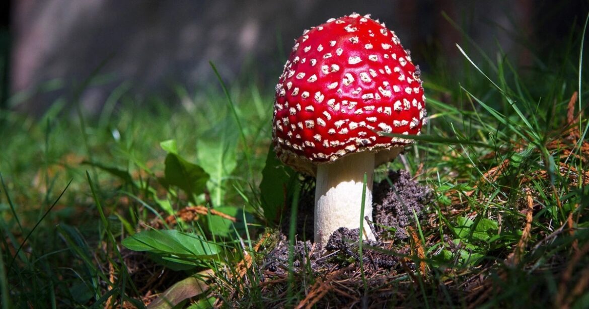 How Amanita Muscaria Gummies Work