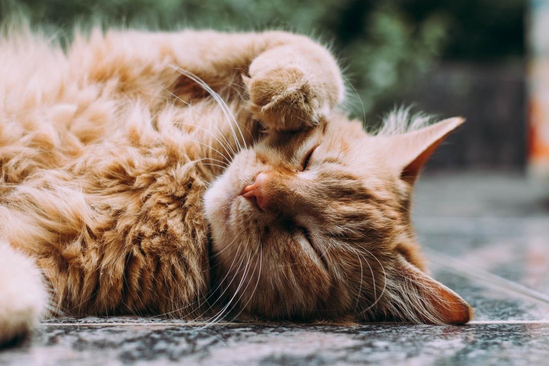 CBD Cat Treats: Calming Support for Your Feline Friend