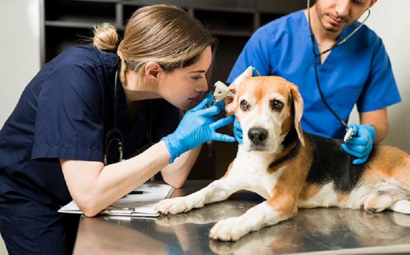 Emergency Vet Clinics in Singapore: What to Do Before You Arrive