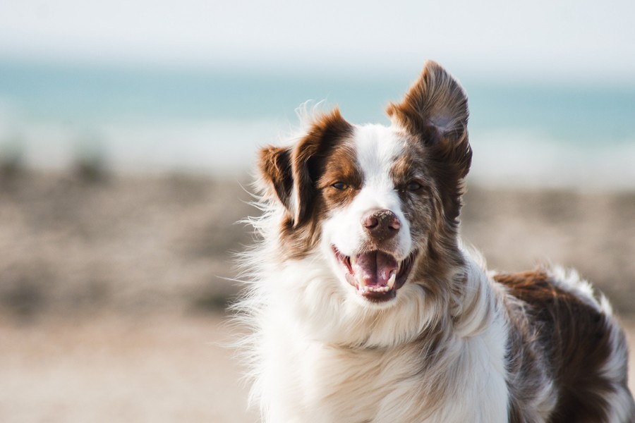 The Rise of Mood-Boosting & Gut–Brain Supplements for Dogs: A New Era in Canine Wellness