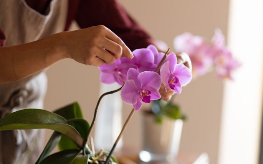 How To Choose Valentine’s Day Flowers and Orchid Plants With Intention in Singapore